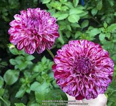 Dahlia Ac White Rabbit Garden Org 9 Gardening Spring Dahlia Plants Full Sun Flowers