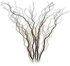 Curly Willow Willow Branches Curly Willow Flower Names
