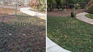 Black mondo grass is considered a rare type due to its dark leaves. Planting Dwarf Mondo Grass With Video Proplugger