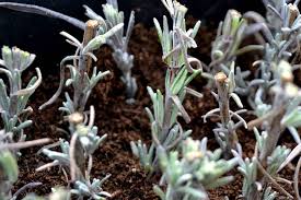 Propagating lavender with cuttings is surprisingly easy, and i get really good results too. The Best Time To Take Lavender Cuttings Sara S Kitchen Garden