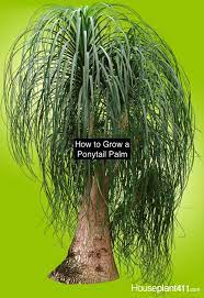 How To Grow A Ponytail Palm Not Really A Palm But A Relative Of The Yucca Plant Learn More At Not Really A Palm Yucca Plant Palm Plant Care Yucca Plant Indoor