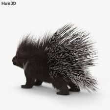 3d Model Of Porcupine Hd Porcupine 3d Model Infographic Design Process