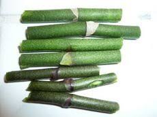 Image result for orchid cuttings