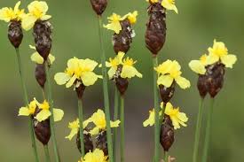 Image result for Xyris peteri