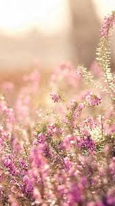 Nature Spring Bloomy Flowers Blurry Iphone 5s Wallpaper Spring Desktop Wallpaper Floral Wallpaper Iphone Spring Wallpaper