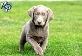New and used items, cars, real estate, jobs, services looking for a female lab (smaller sized), medium size labradoodle, or lab mix puppy for loving home. Silver Labrador Retriever Puppies For Sale In Pa The Y Guide