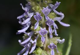 Image result for Aeollanthus