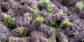 How to aerate a lawn