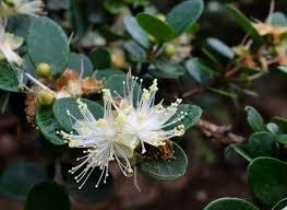 Image result for Eugenia aschersoniana