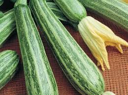 How many oz in 1 zucchini. Squash Cocozelle Zucchini 45 Days American Seed Co