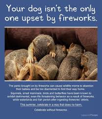 Yikes I Ve Been Reading About How Fireworks Are Bad For The Environment And Wild Animals As Well As Our Domestic Animals Tha Fireworks Animals Cute Animals