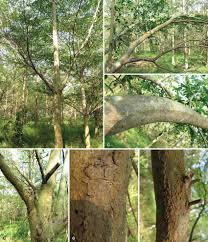 Image result for Terminalia neotaliala