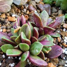 Anacampseros Rufescens Succulent Mimicry Plant Succulents Mimicry Plant Plants