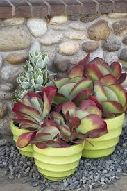 Image result for kalanchoe thyrsiflora