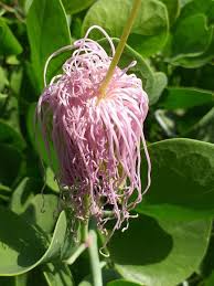 Image result for Capparis cartilaginea