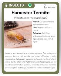 Image result for Drypetes mossambicensis