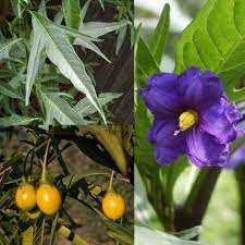 Southern Kangaroo Apple Solanum Laciniatum Seeds Bush Tucker Plant Apple Plant Plants Seeds