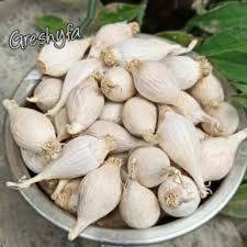 Jun 15, 2021 · bawang merah adalah satu bumbu masak populer di berbagai negara. Bawang Putih Tunggal Solo Garlic Bawang Lanang Lokal 1000 Gram Shopee Indonesia