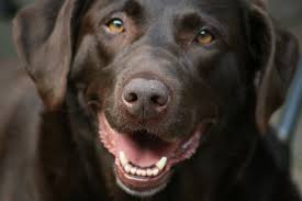 Pulmonary adenocarcinoma is cancer of the lungs, which can be primary (originates in the lungs) or secondary (originates somewhere else in the body), is a serious items are sold by the retailer, not wag!. Warning Signs Of Cancer In Dogs