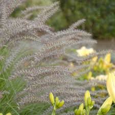 This grass will be a focal point. Pennisetum Orientale Karley Rose Walters Gardens Inc