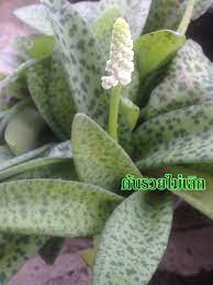 ว่านรวยไม่เลิก (giant squill) จัดเป็นว่านมงคลเสริมโชคลาภ โดยมีความเชื่อว่าจะช่วยส่งเสริมความรวย โชคลาภ เรียกเงินทอง รวมถึงกิจการงาน และการค้าขาย. à¸§ à¸²à¸™à¸£à¸§à¸¢à¹„à¸¡ à¹€à¸¥ à¸ à¸Ÿà¸²à¸£ à¸¡à¸£ à¸à¸© à¸­ à¸™à¸¥à¸¡ à¸¢ Farm Rukinlamai Inspired By Lnwshop Com