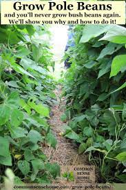 Grow Pole Beans On A Bean Trellis For Easy Picking And Preserving Bean Trellis Pole Bean Trellis Growing Green Beans
