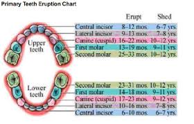 what you need to know about baby teeth by jillian barras