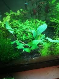 Sri lanka, found in freshwater springs and rivers. Just Added Cryptocoryne Beckettii Petchii To My 20 Gallon Tank Got 13 Different Plants In There Now For My Four Types Of Schooling Fish And A Few Shrimp Water Change Cleaning And
