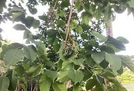 Image result for Lannea welwitschii