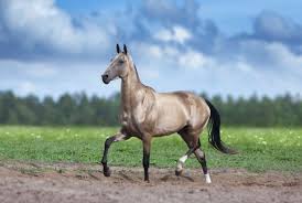 The golden akhal teke this horse is beautiful enough to be a bronzed statue! 10 Strange And Beautiful Horse Breeds
