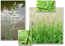 Image result for Pseudechinolaena polystachya