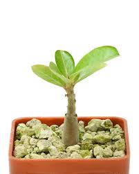 Image result for Raphionacme lanceolata