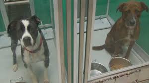 Every day, you can adopt a pet in a petco store. Okc Animal Welfare Hosting Free Adoption Event To Ease Overcrowding