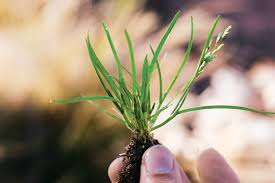 Image result for Poa