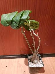 Image result for Fockea multiflora