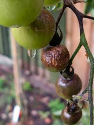Tomato disease identification key by affected plant part: Tomato Blight 2010 My Tomatoes Have Finally Succumbed To B Flickr