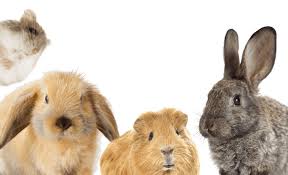 To smaller houses, it may become necessary to choose smaller pets and fish have become a popular rabbits can live for about 10 years and are gentle animals that have to be taken care of. Top 8 Low Maintenance Pets That Are Easy To Take Care Of