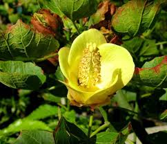 Image result for Hibiscus sidiformis