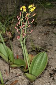 Image result for Eriospermum mackenii