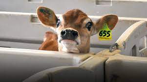 Raising Healthy Jersey Calves Capitalize On Jerseys Jersey Journal
