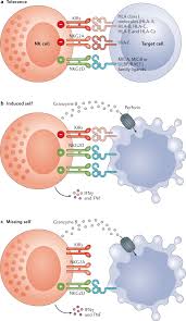 More news for nk » Exploring The Nk Cell Platform For Cancer Immunotherapy Nature Reviews Clinical Oncology