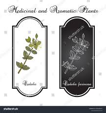 Image result for Cadaba farinosa