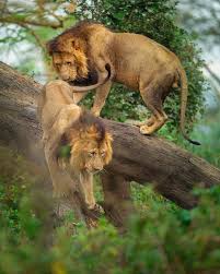 Wild Geography On Instagram Looking For What Photo By Burakdogansoysal Wildgeography Animals Beautiful Male Lion Animals Wild