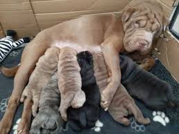 It's also free to list your available puppies and litters on our site. Shar Pei Dogs And Puppies For Sale In Derby Pets4homes