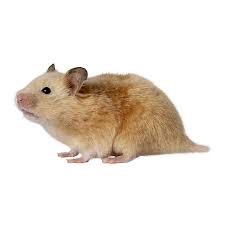 We offer competitive pricing and discounts for pet stores in addition to specials and new product offerings throughout the month. Short Haired Hamster Small Pet Hamsters Guinea Pigs More Petsmart