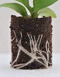 Basic Principles Of Nursery Crop Propagation Nursery Management