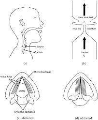 Diagrams Of The Larynx And Vocal Folds A Midsagittal View