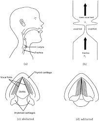 diagrams of the larynx and vocal folds a midsagittal view