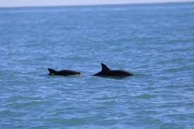 3:05 vaquita porpoise critically close to becoming extinct. Scientists Catch Rare Glimpses Of The Endangered Vaquita The New York Times