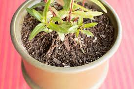 How To Use Vinegar To Get Rid Of Fungus Gnats On A House Plant Gnats In House Plants Plants House Plants